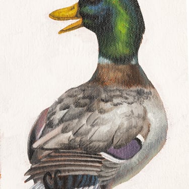 Kerry R. Thompson | Mallard