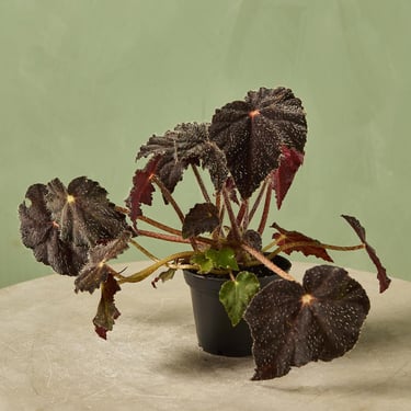 Begonia 'Hallows Eve'