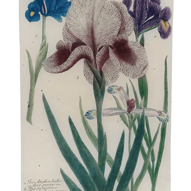 N. 611 Mourning Iris 10 x 16" Rect. Tray