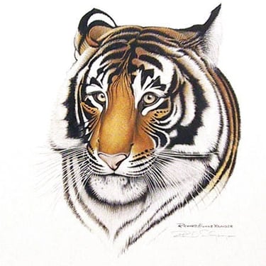 Bengal Tiger, Offset Lithograph by Richard Evans Younger 