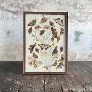 Vintage Butterfly Taxidermy Mount Entomology Display 