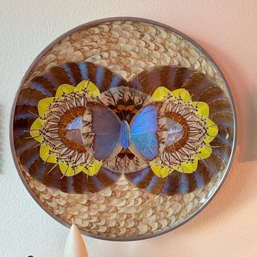 Blue Morpho Butterfly Wing Plate Plaque | Vintage Butterflies Wing Wall Hanging | Taxidermy Butterfly Art | Round Butterfly Wings Wall Art 