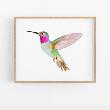 Snoogs & Wilde Art | Broad-Tailed Hummingbird | 5 x 7