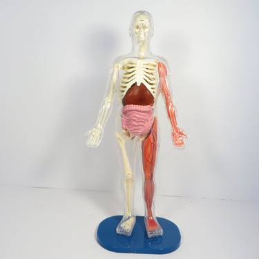 Vintage Plastic Human Body Model 