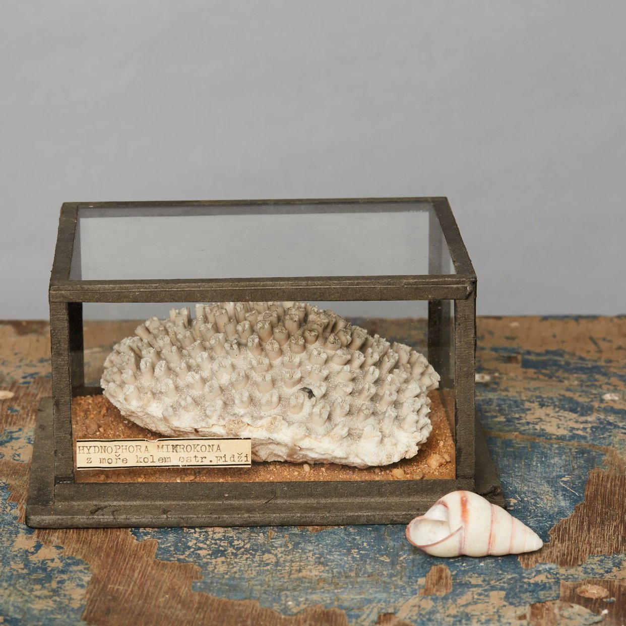 Specimen from a Natural History Museum in Hungary | Michael Trapp ...
