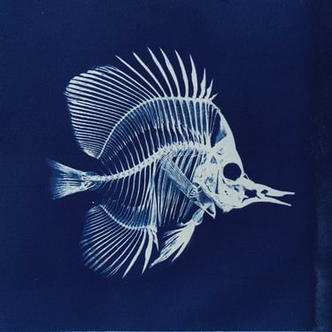 Fish Skeleton Cyanotype on Watercolor Paper (B)