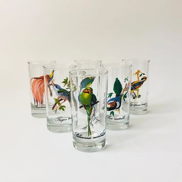 Tropical Bird Tumblers - Set of 6 