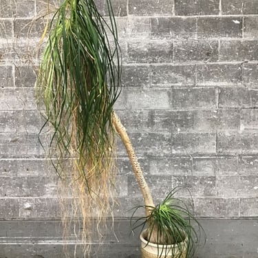 Ponytail Palm and Planter Pot (Seattle)