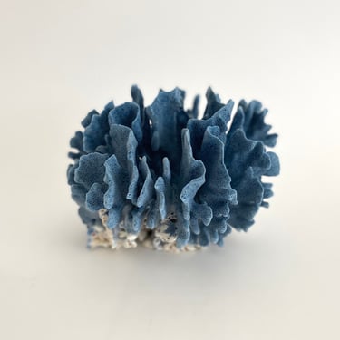 Natural Blue Coral Specimen Coastal Home Beach Decor 