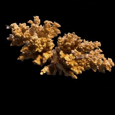 #Piece of Coral