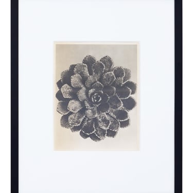 Vintage Blossfeldt Print - XVI