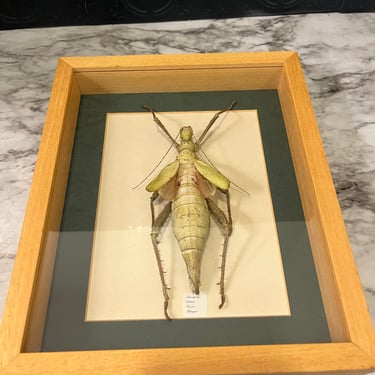 Jungle Nymph Framed