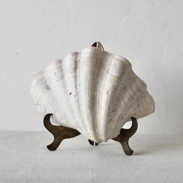 Large Natural Clamshell with Brass Stand 