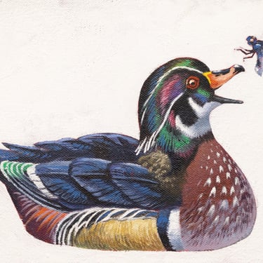 Kerry R. Thompson | Wood Duck