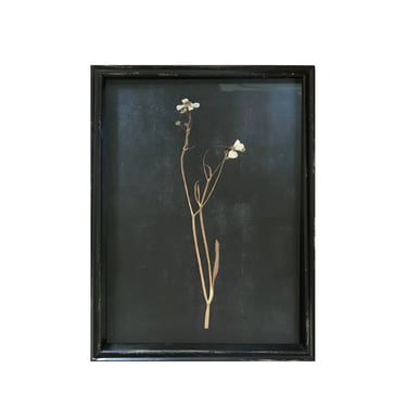 Framed Pressed Botanical Print, No. 5