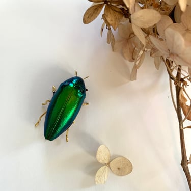 Green Beetle Pin