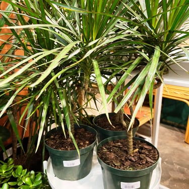 Dracaena Marginata Candelabra