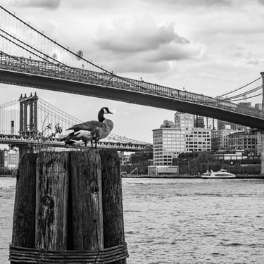 Brooklyn Bridge Goose | 26 1/2 x 36 1/2 Framed & Matted