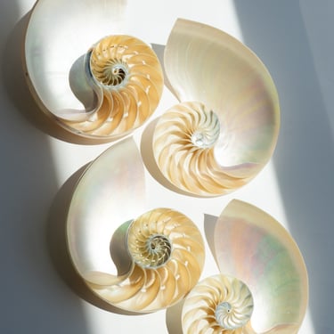 Medium Cut Nautilus Shells