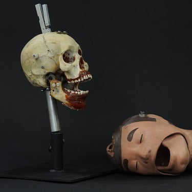 Dental Study Skull Radiological  Phantom (#454)