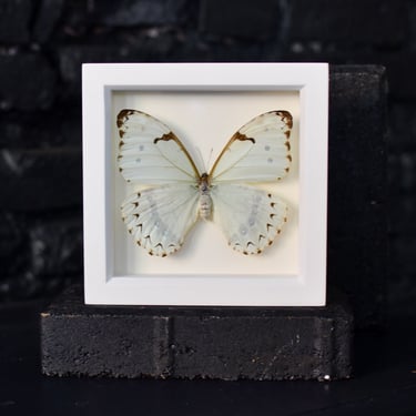 White Framed Mint Morpho Butterfly