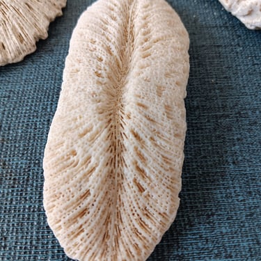 Coral Fossils 4 Pieces Perfect for Beach Themed Home Decor Free Shipping 