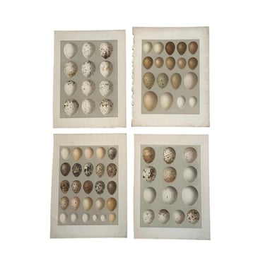 Bendire Egg Prints- Life Histories of North American Birds 1892 Set of 4 Chromolithographs 