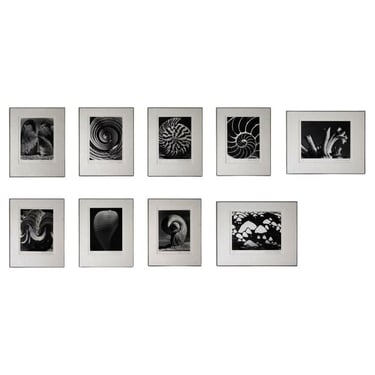 Andreas Feininger Shell Series Signed Set of 9 Gelatin Silver Print 2/100 Framed 