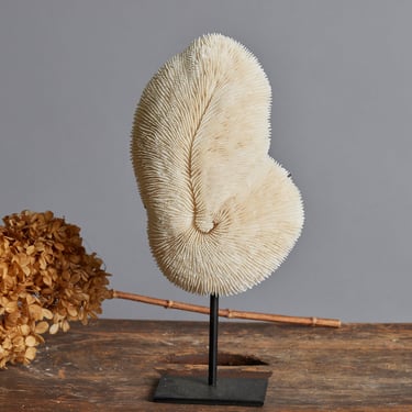 Large Oval Mounted Coral Disc on Black Stand