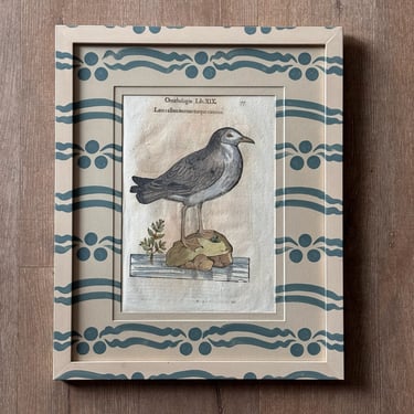 Aldrovandi Hand-Colored Aquatic Bird Engraving in Gusto Painted Frame and Mat II