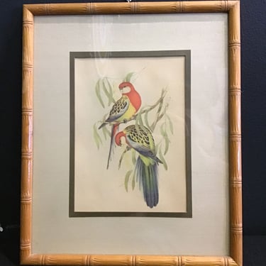 J Gould Framed Parakeet Print (Seattle)