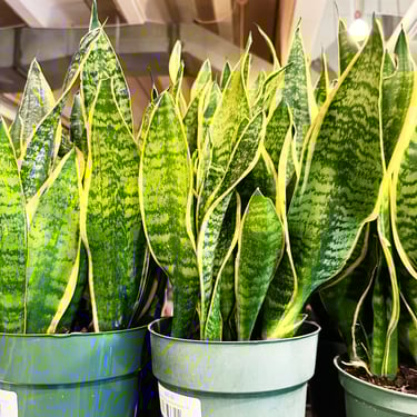 Sanseveria Superba Futura