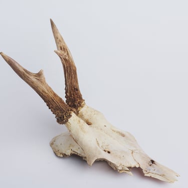 Natural deer antler horns Pair Two real animal horns decor Vintage taxidermy Raw Reindeer Roe antlers horns Material for home decor 