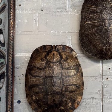 Turtle Shell