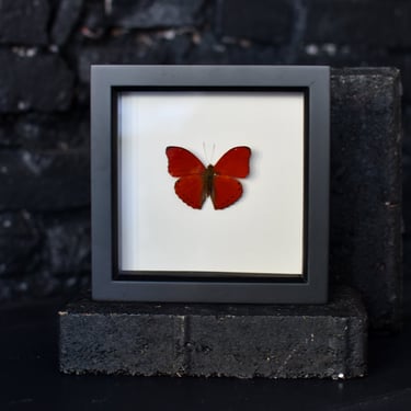 Framed Sangria Butterfly