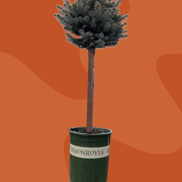 Dwarf Globe Blue Spruce