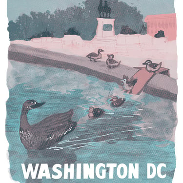 Ducklings at the Capitol Reflective Pool - Washington DC