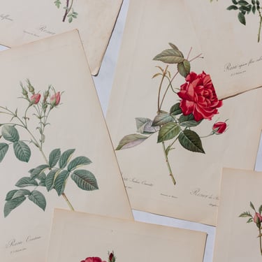 1930s -1950s PJ Redouté botanical lithographs: rose edition