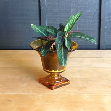 Potted Stramanthe Thalia in Amber Vessel