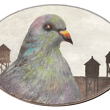 &quot;Denton&quot; Pigeon