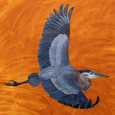 Kerry R. Thompson | Great Blue Heron