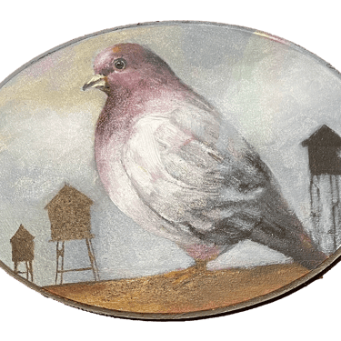 "Carroll" Pigeon