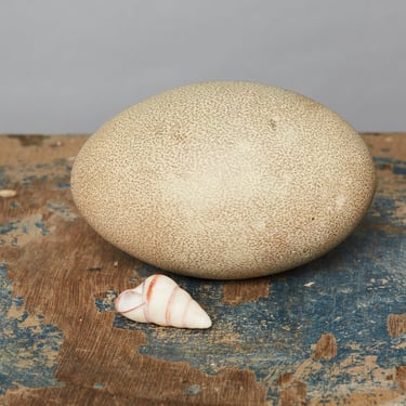 Cassowary Egg from Papua