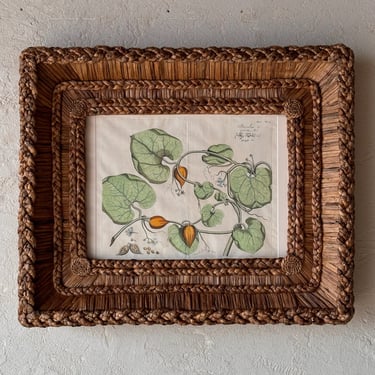 Gusto Woven Frame with Hendrik Adriaan van Rheede tot Drakenstein Hand-Colored Engraving from Hortus Malabaricus LXIII