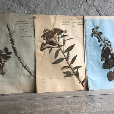 French Herbarium Collection, Native Botanicals, Dried Flowers for Framing, Set of 3, French Farmhouse 