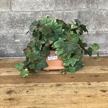 Lil Fake Plant (Seattle)