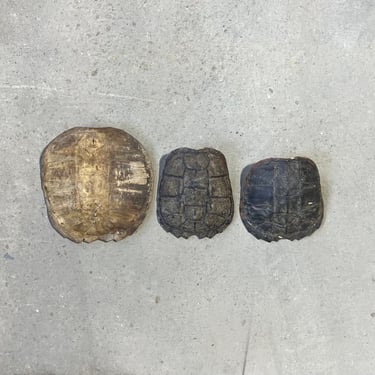 3 Vintage Snapping Turtle Shells 