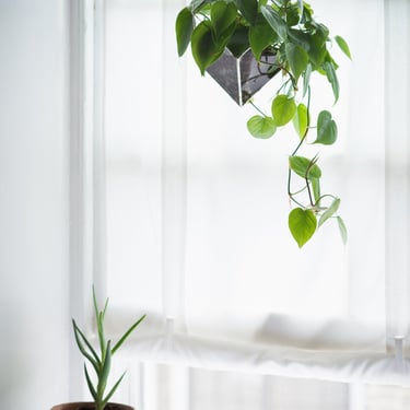 Iridis Terrarium, large -- for air plant terrarium or small succulent -- stained glass -- terrarium supplies -- eco friendly 