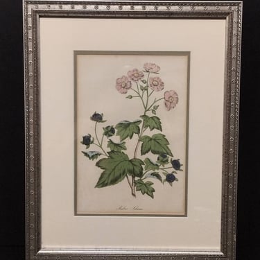 Antique Hand Colored Lithograph Black Raspberry Flowers Framed 12x15 