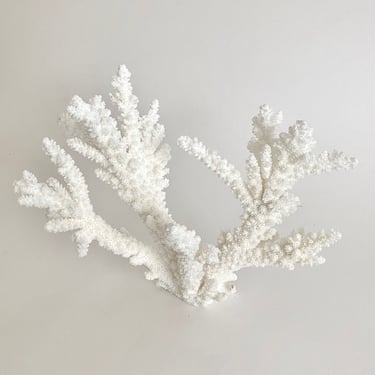 Natural White Coral Specimen Coastal Home Beach Decor 